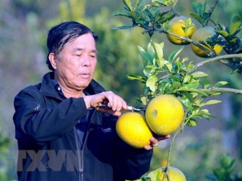 Người cựu chiến binh làm giàu từ mô hình trồng cây ăn quả