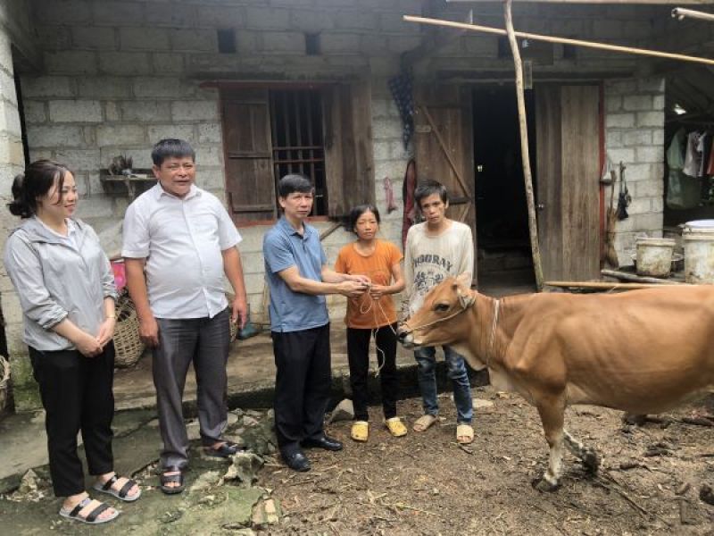 Tỉnh Hội Cao Bằng: Trao bò sinh sản cho gia đình người khuyết tật